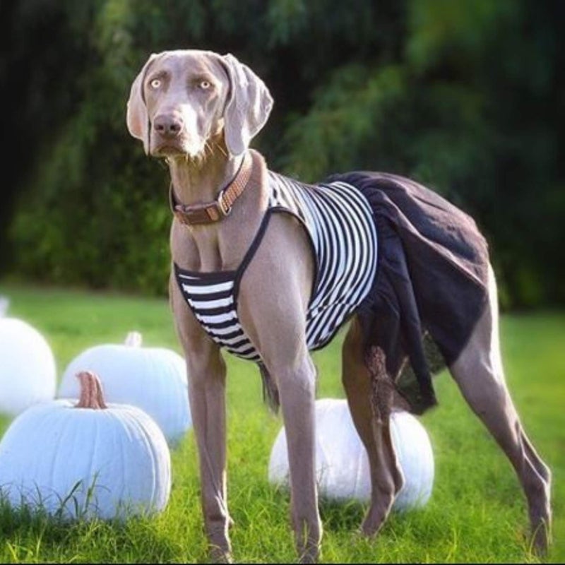Midlee Elegant Black & White Stripe Tutu Large Dog Dress (XXX-Large) - Image 4